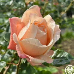 Heirloom Roses Caramel Kiss Outlet