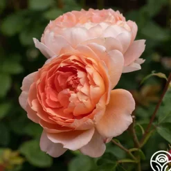 Heirloom Roses Carding Mill™ Outlet