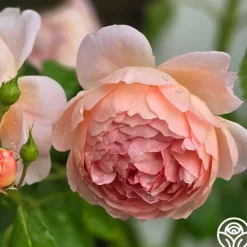 Heirloom Roses Carding Mill™ Outlet