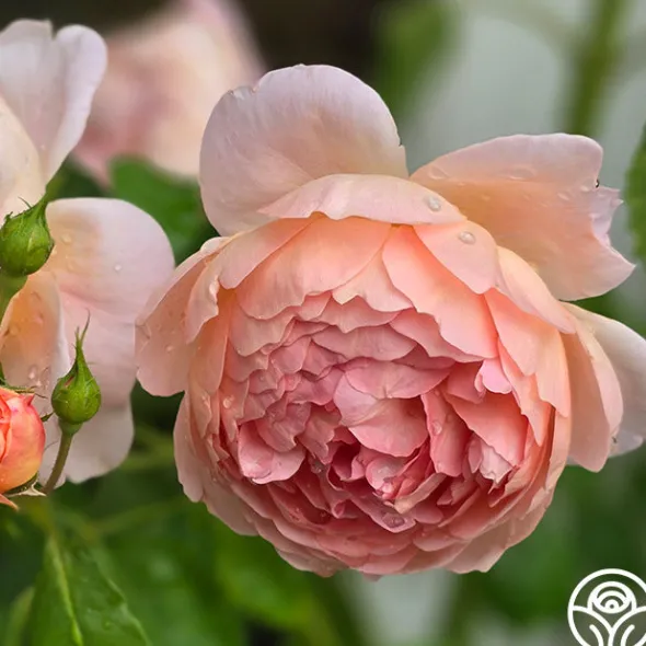 Heirloom Roses Carding Mill™ Outlet