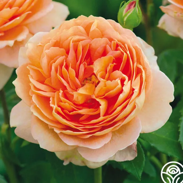Heirloom Roses Carding Mill™ Outlet