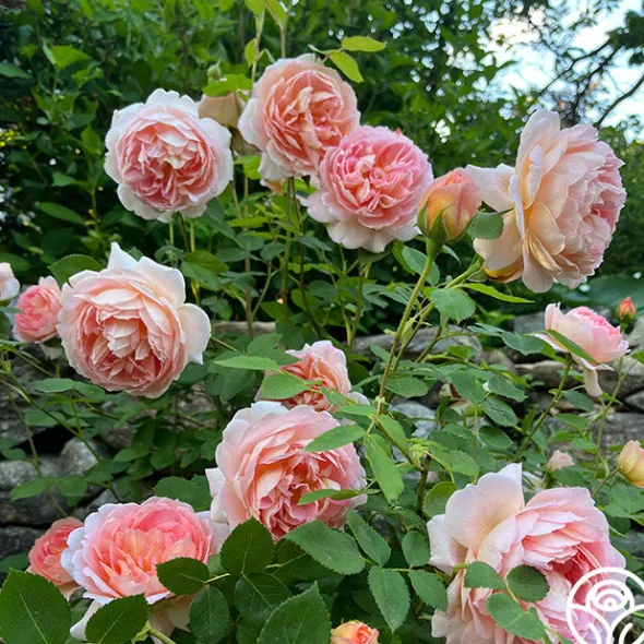 Heirloom Roses Carding Mill™ Outlet