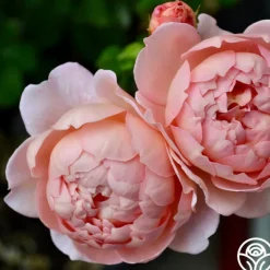 Heirloom Roses Carding Mill™ Outlet