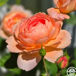 Heirloom Roses Carding Mill™ Outlet
