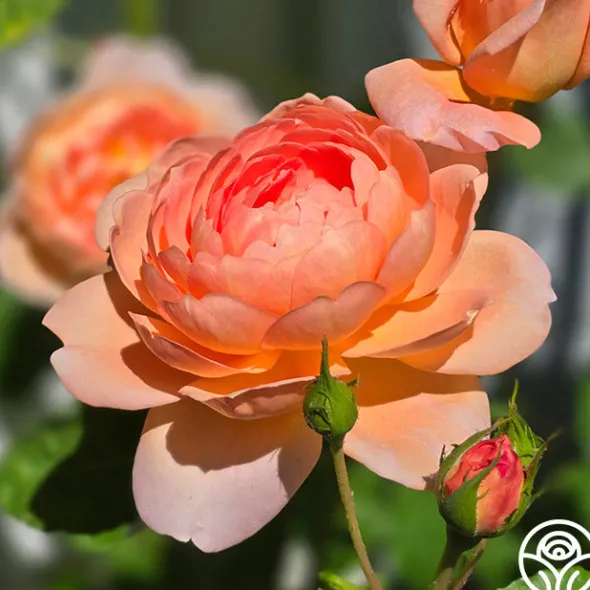 Heirloom Roses Carding Mill™ Outlet