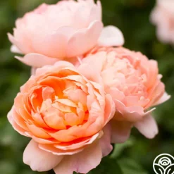 Heirloom Roses Carding Mill™ Outlet