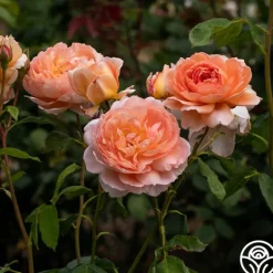 Heirloom Roses Carding Mill™ Outlet