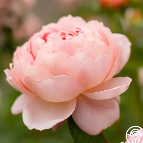 Heirloom Roses Carding Mill™ Outlet