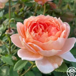 Heirloom Roses Carding Mill™ Outlet