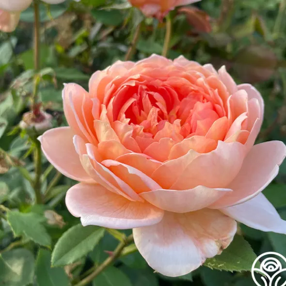 Heirloom Roses Carding Mill™ Outlet