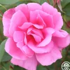 Heirloom Roses Carefree Beauty™ Hot