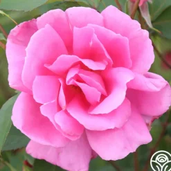 Heirloom Roses Carefree Beauty™ Hot