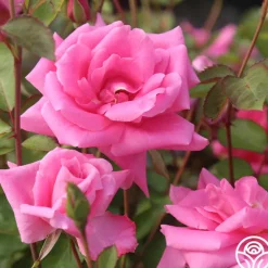 Heirloom Roses Carefree Beauty™ Hot