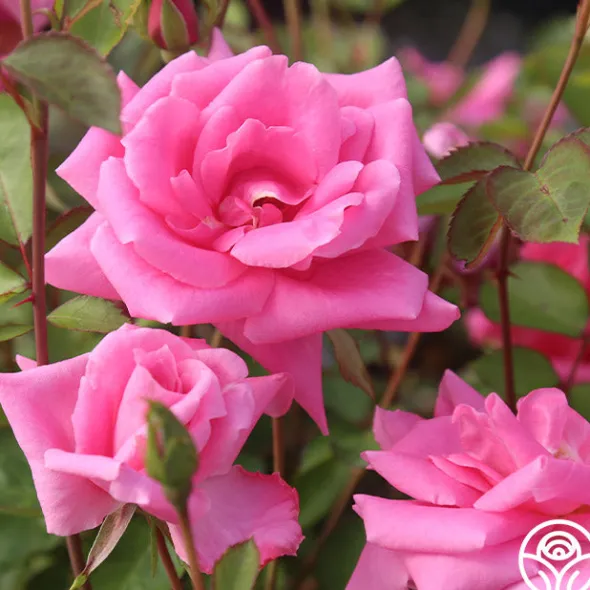 Heirloom Roses Carefree Beauty™ Hot