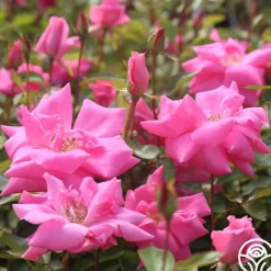 Heirloom Roses Carefree Beauty™ Hot
