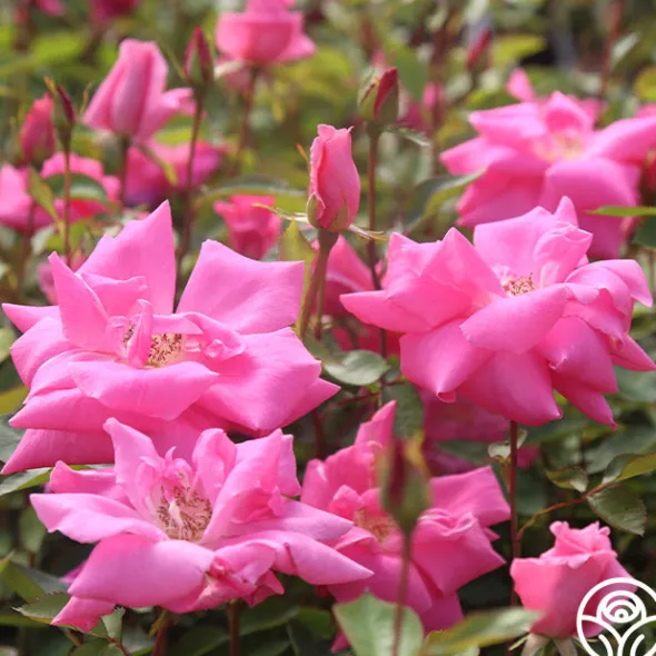 Heirloom Roses Carefree Beauty™ Hot