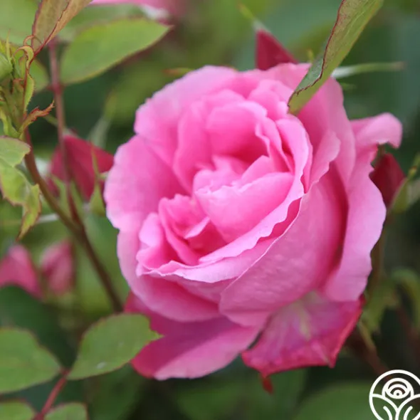 Heirloom Roses Carefree Beauty™ Hot