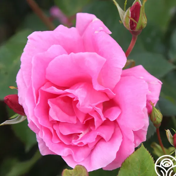 Heirloom Roses Carefree Beauty™ Hot