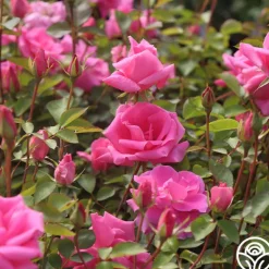 Heirloom Roses Carefree Beauty™ Hot