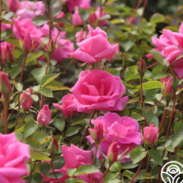 Heirloom Roses Carefree Beauty™ Hot