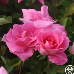 Heirloom Roses Carefree Beauty™ Hot