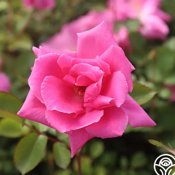 Heirloom Roses Carefree Beauty™ Hot