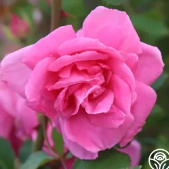 Heirloom Roses Carefree Beauty™ Hot