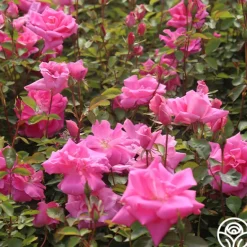 Heirloom Roses Carefree Beauty™ Hot