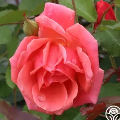 Heirloom Roses Carefree Celebration Online