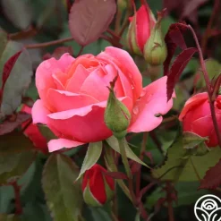 Heirloom Roses Carefree Celebration Online