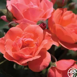 Heirloom Roses Carefree Celebration Online