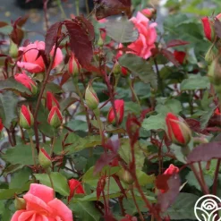 Heirloom Roses Carefree Celebration Online