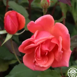 Heirloom Roses Carefree Celebration Online