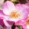 Heirloom Roses Carefree Delight® Hot