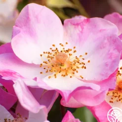 Heirloom Roses Carefree Delight® Hot
