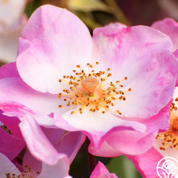 Heirloom Roses Carefree Delight® Hot