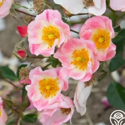 Heirloom Roses Carefree Delight® Hot