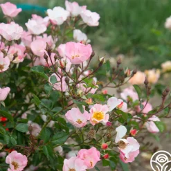 Heirloom Roses Carefree Delight® Hot