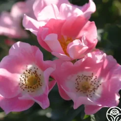 Heirloom Roses Carefree Delight® Hot