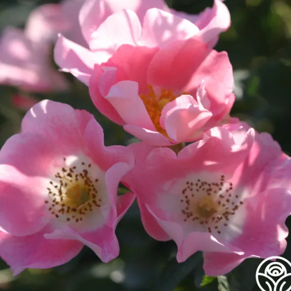 Heirloom Roses Carefree Delight® Hot