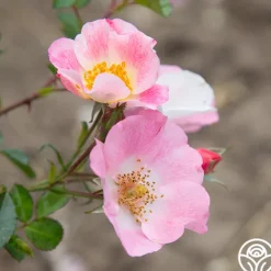 Heirloom Roses Carefree Delight® Hot
