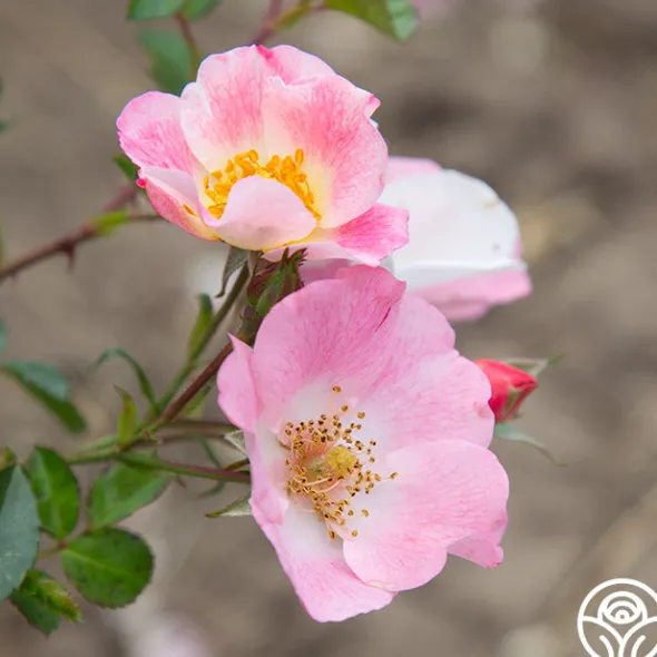 Heirloom Roses Carefree Delight® Hot