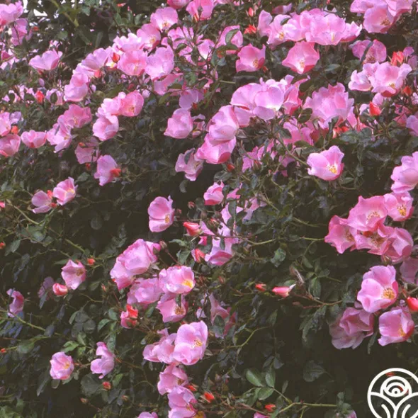 Heirloom Roses Carefree Delight® Hot