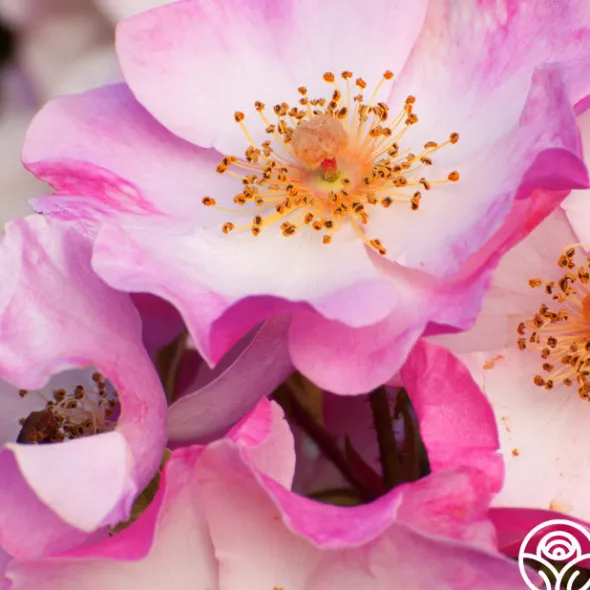 Heirloom Roses Carefree Delight® Hot