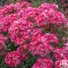 Heirloom Roses Carefree Spirit Discount