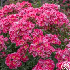 Heirloom Roses Carefree Spirit Discount