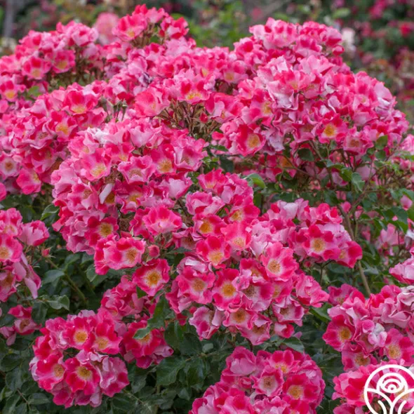 Heirloom Roses Carefree Spirit Discount