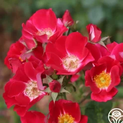 Heirloom Roses Carefree Spirit Discount