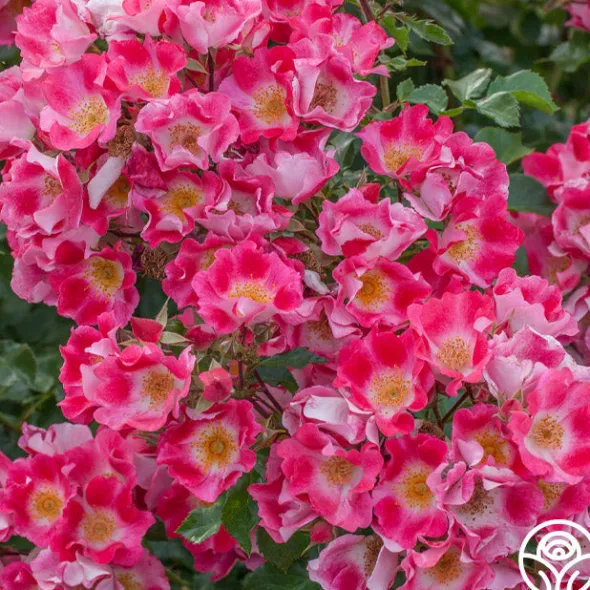 Heirloom Roses Carefree Spirit Discount