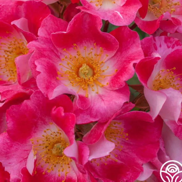Heirloom Roses Carefree Spirit Discount